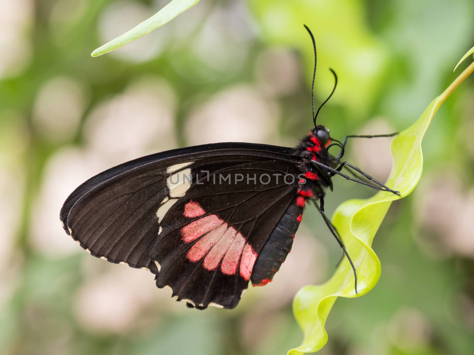Closeup side portrait view of a black and red doris butterfly