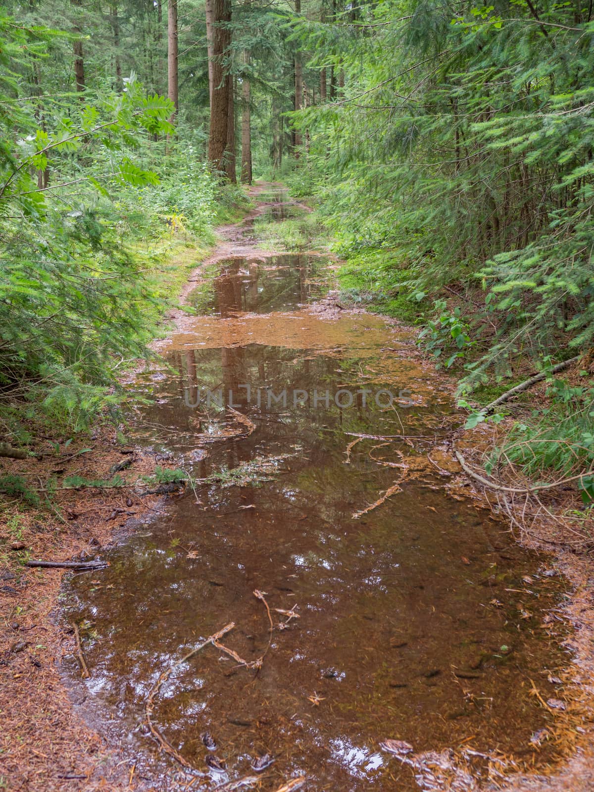 Big puddles on a pine straw path through dutch forest