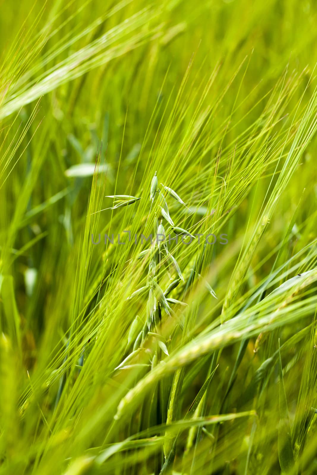   the unripe green oats growing in an agricultural field. small depth of sharpness