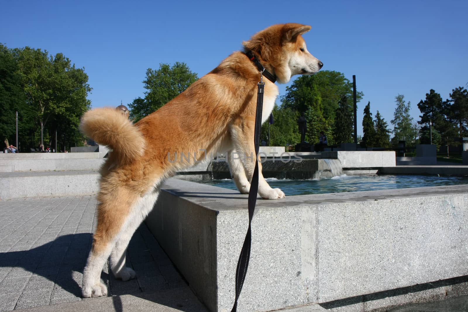 Puppy of Japanese dog Akita Inu standing on the edge of fountain in public park