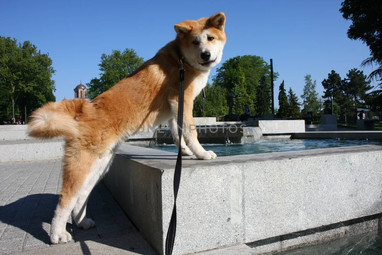 Puppy of Japanese dog Akita Inu standing on the edge of fountain in public park