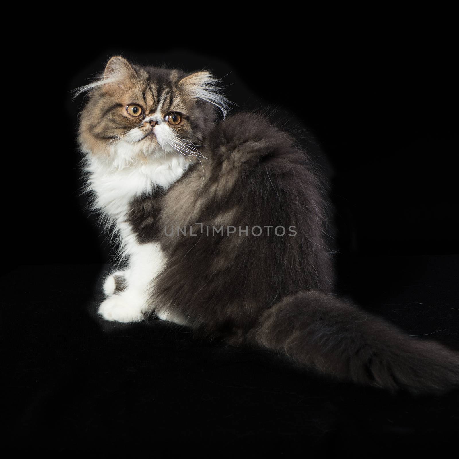 Persian kitten of dark coloring sits on black background