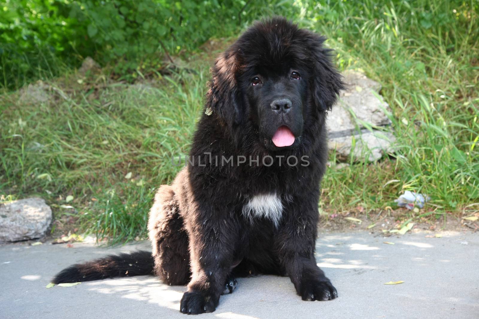 Cute puppy of Newfoundland dog posing on the street