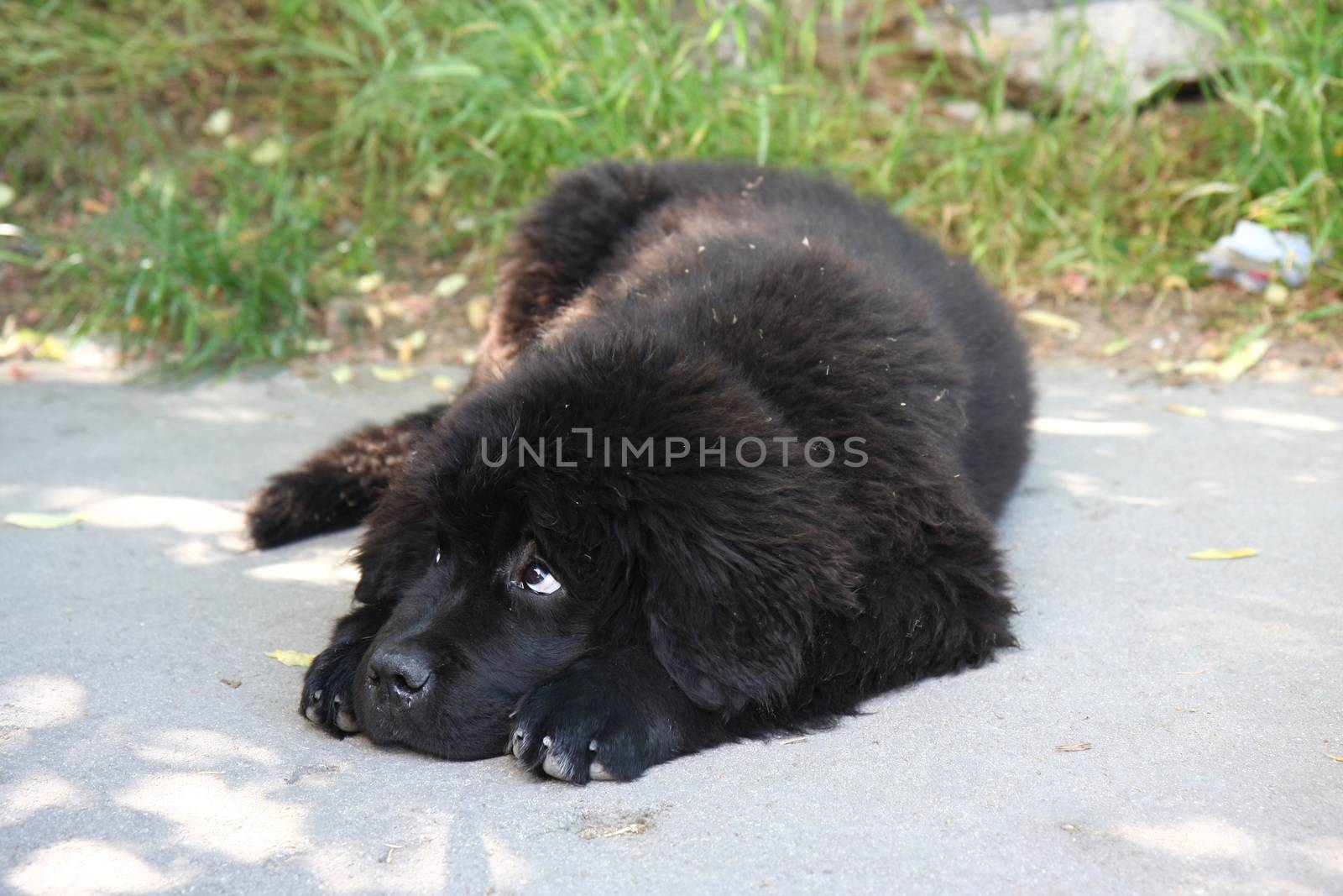 Cute puppy of Newfoundland dog loafing on the street