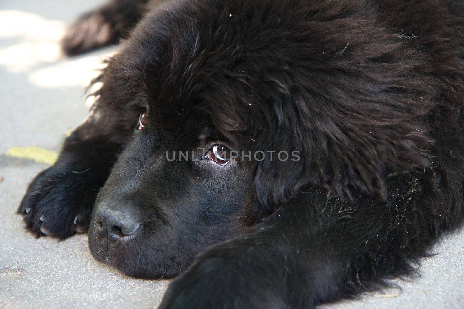 Portrait of the cute puppy of Newfoundland dog
