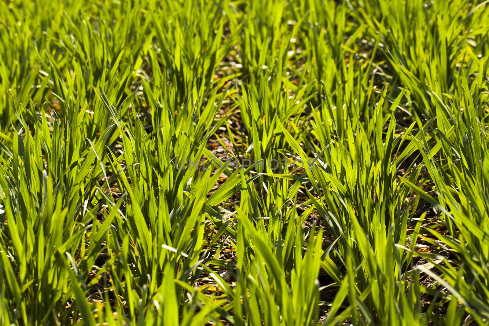   ranks of sprouts of recently grown green wheat. small depth of sharpness