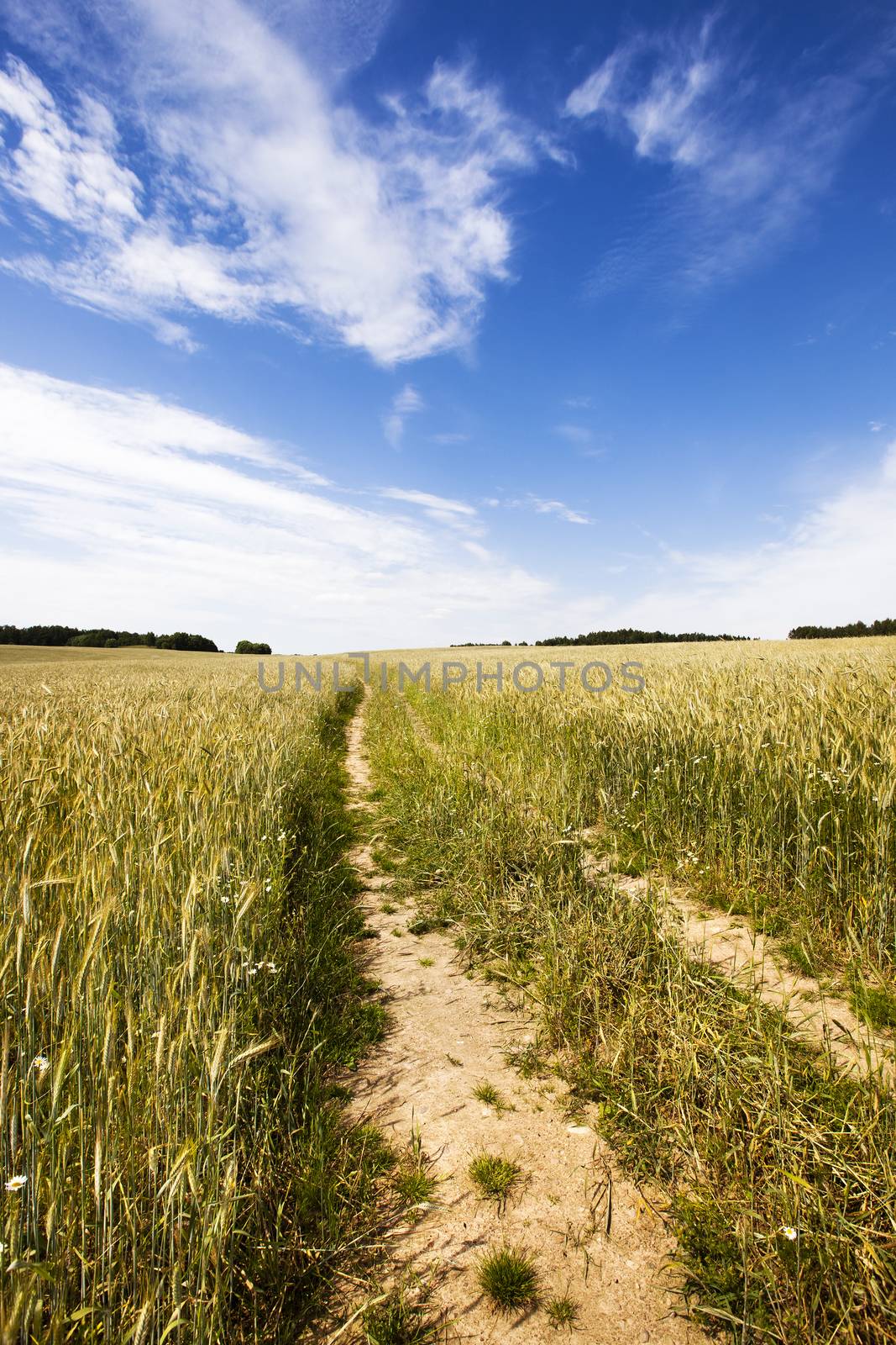   the road from the cars, being in a field on which wheat grows
