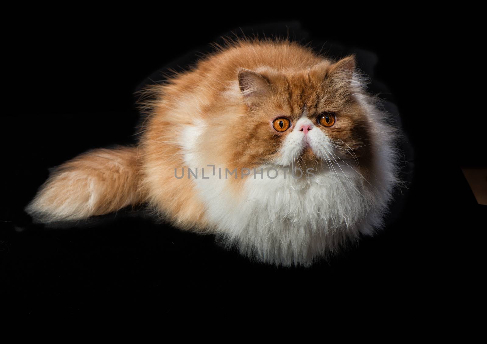 Red big adult persian cat costs on a black background