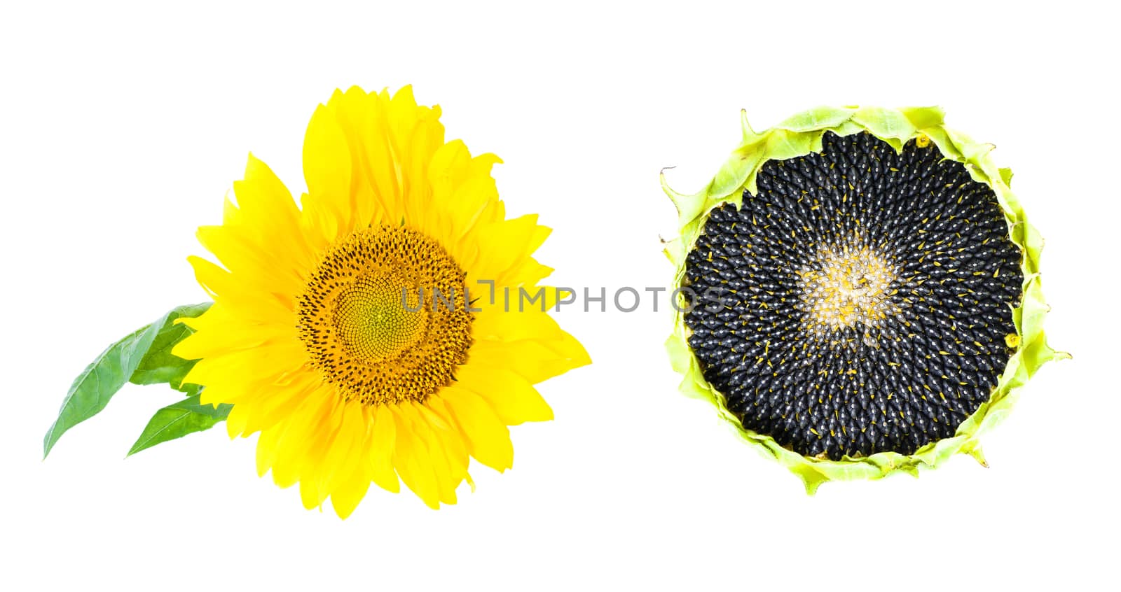 mature flower sunflower, photographed in close-up