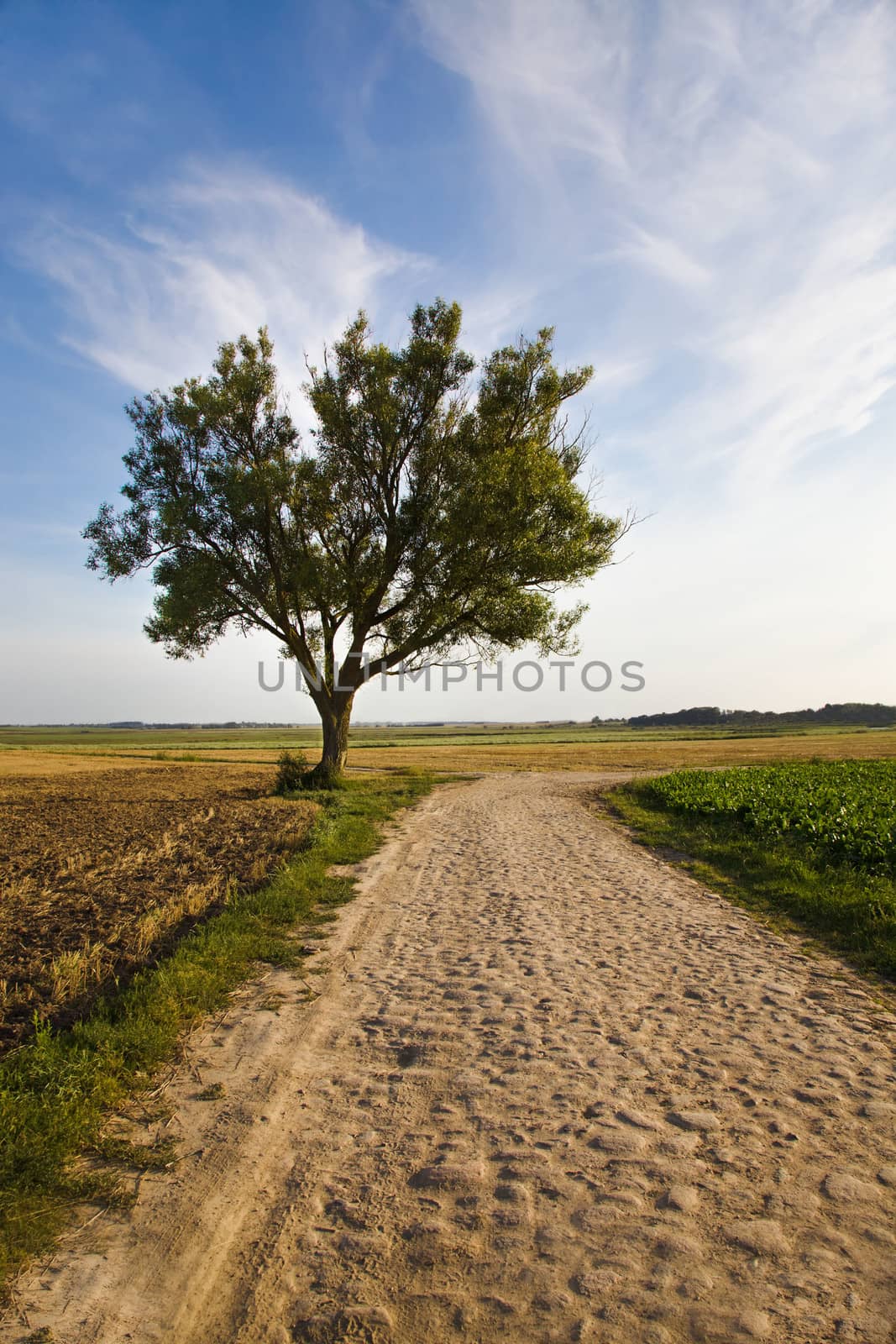  rural road in the summer time year