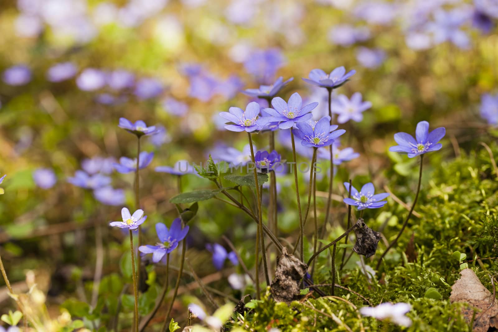   violet flowers the glades growing in the territory of the wood