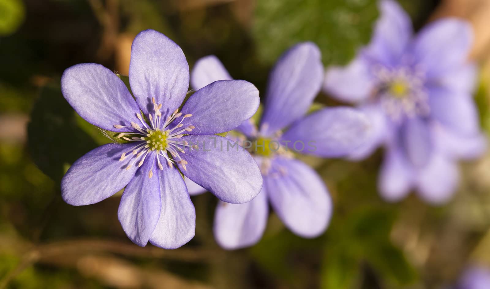   flowers the glades, appearing one of the first in a spring season