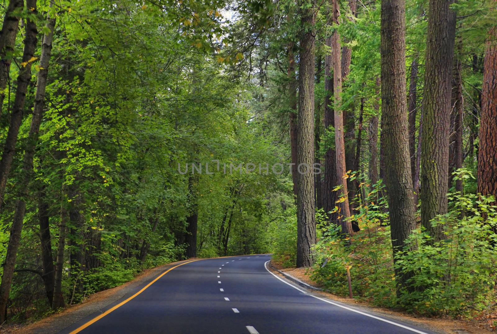 Forest road in Yosemite National Park