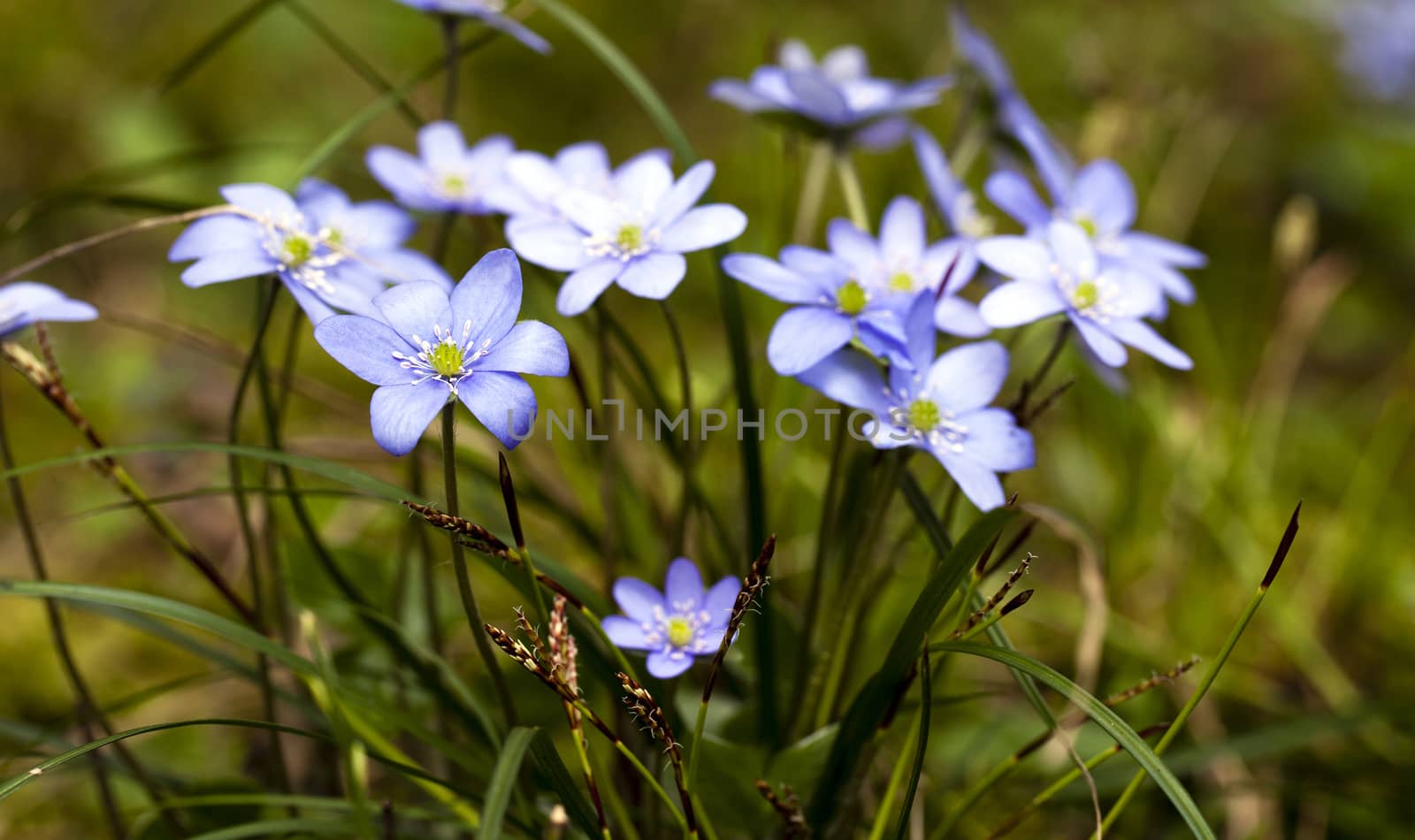   flowers the glades, appearing one of the first in a spring season