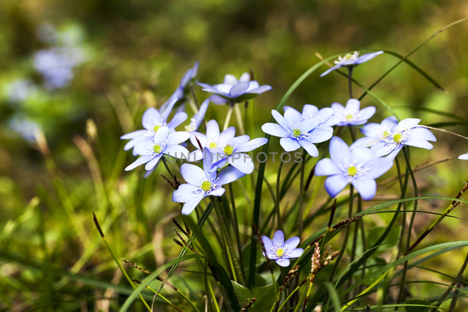 the blue flowers appearing at the beginning of spring. grow in the wood