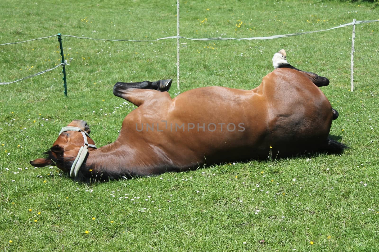 Horse rolling in field
