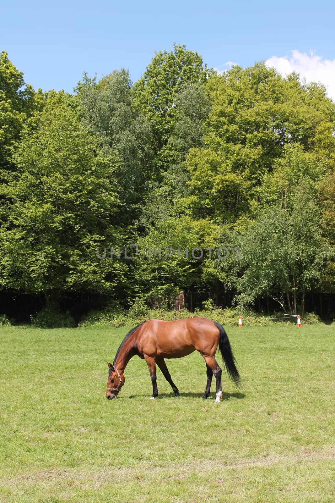 horse in field grazing