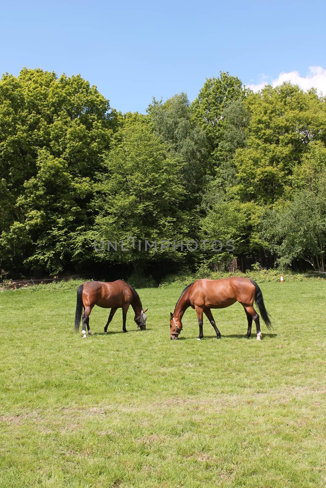 Pair of horses in field grazing by cheekylorns