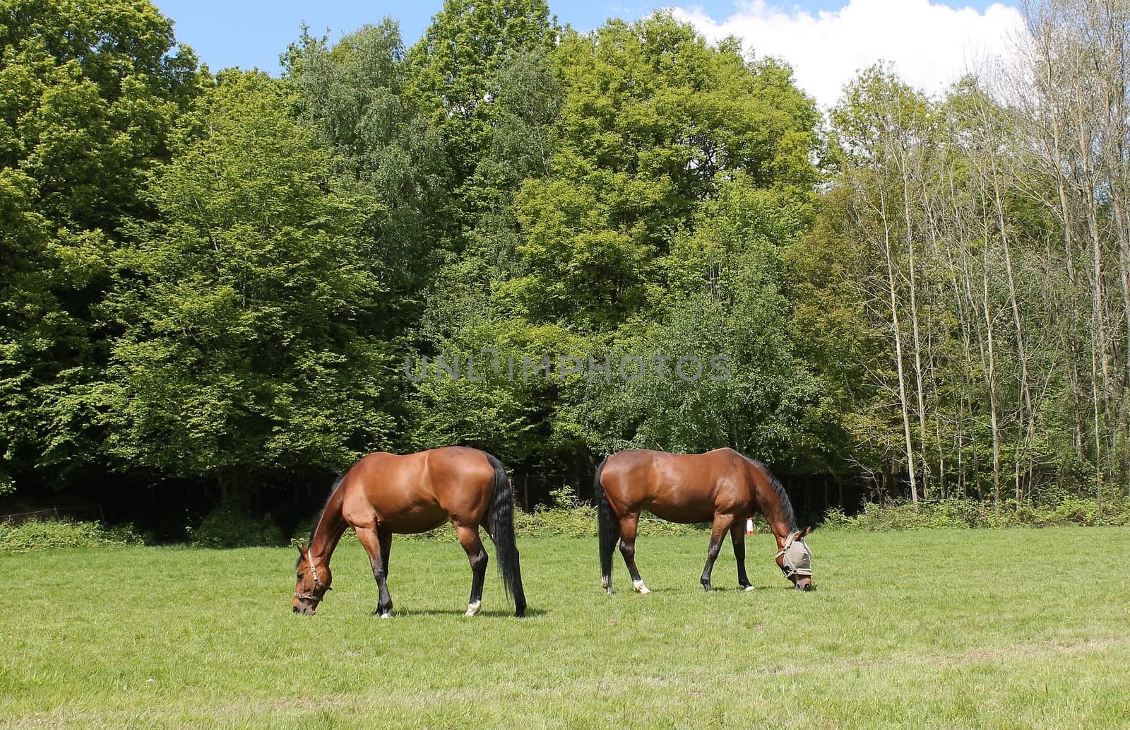 Pair of horses in field grazing