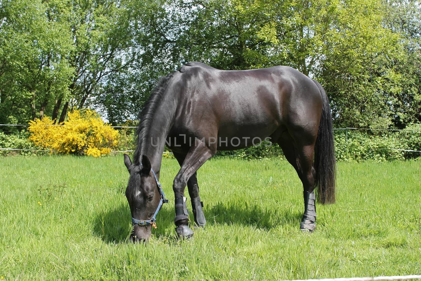 black horse in field grazing