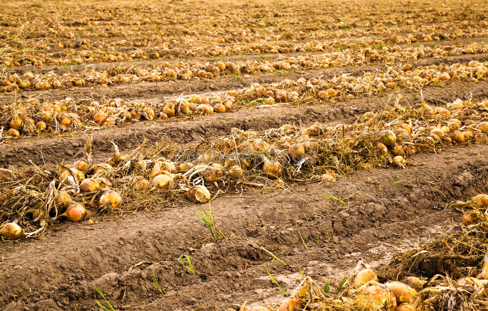 agricultural field where harvesting onions