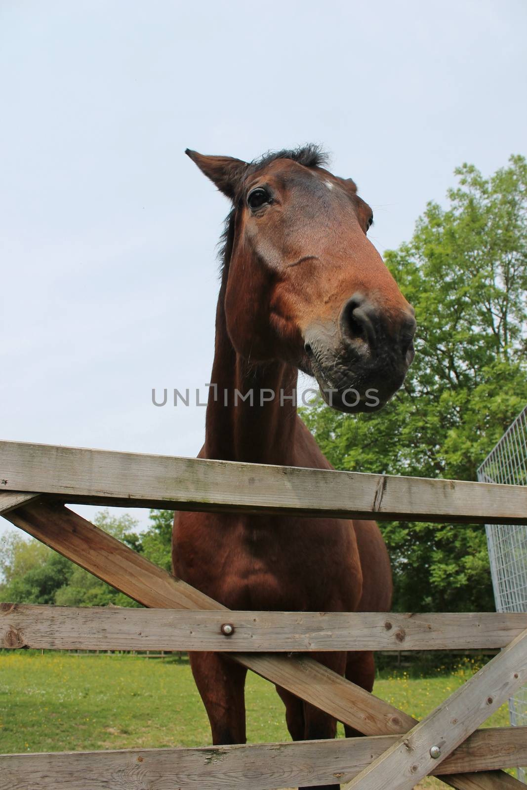 chestnut horse over a gate by cheekylorns