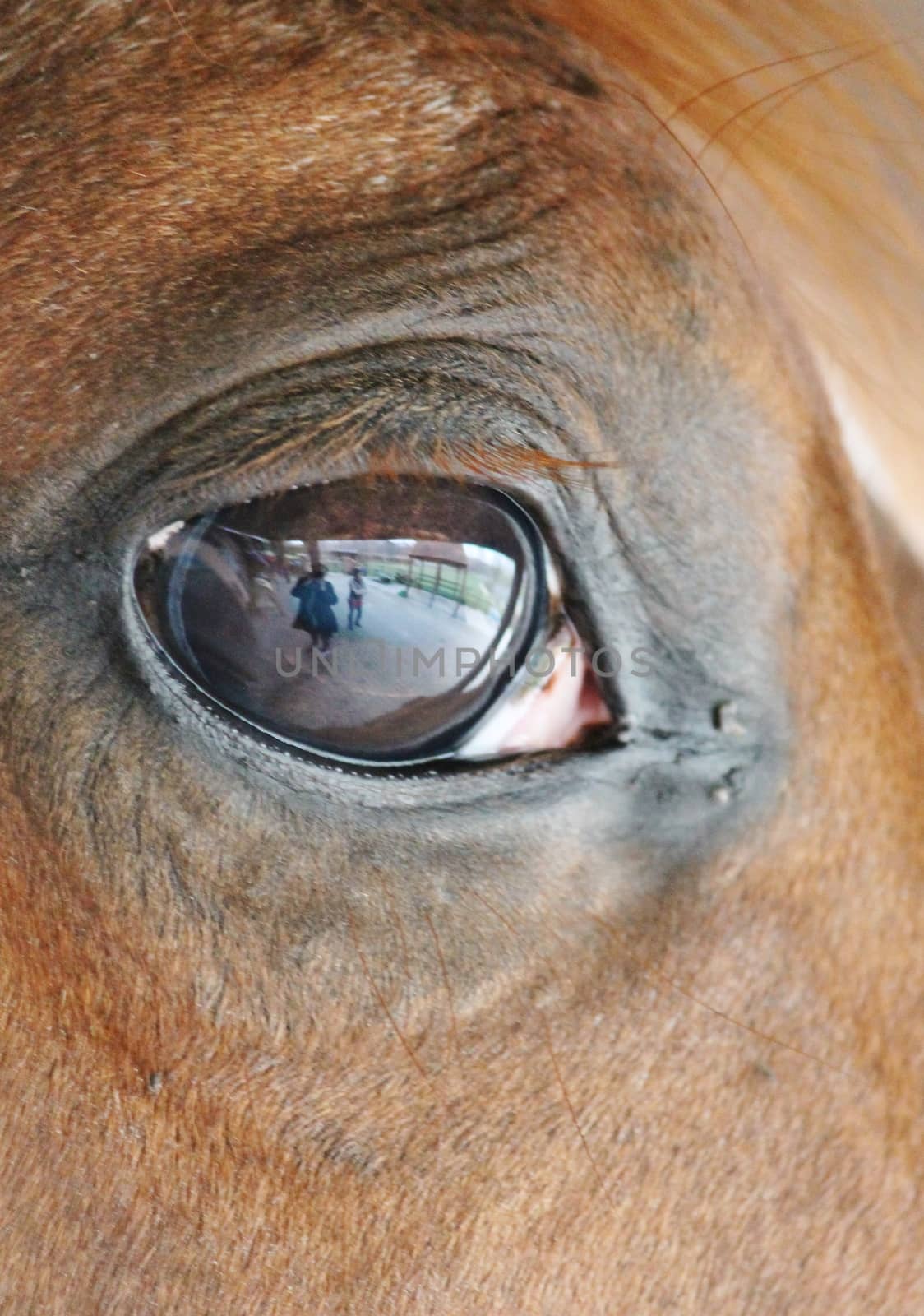 close up of a horses head eye with reflection of me and the yard on eye