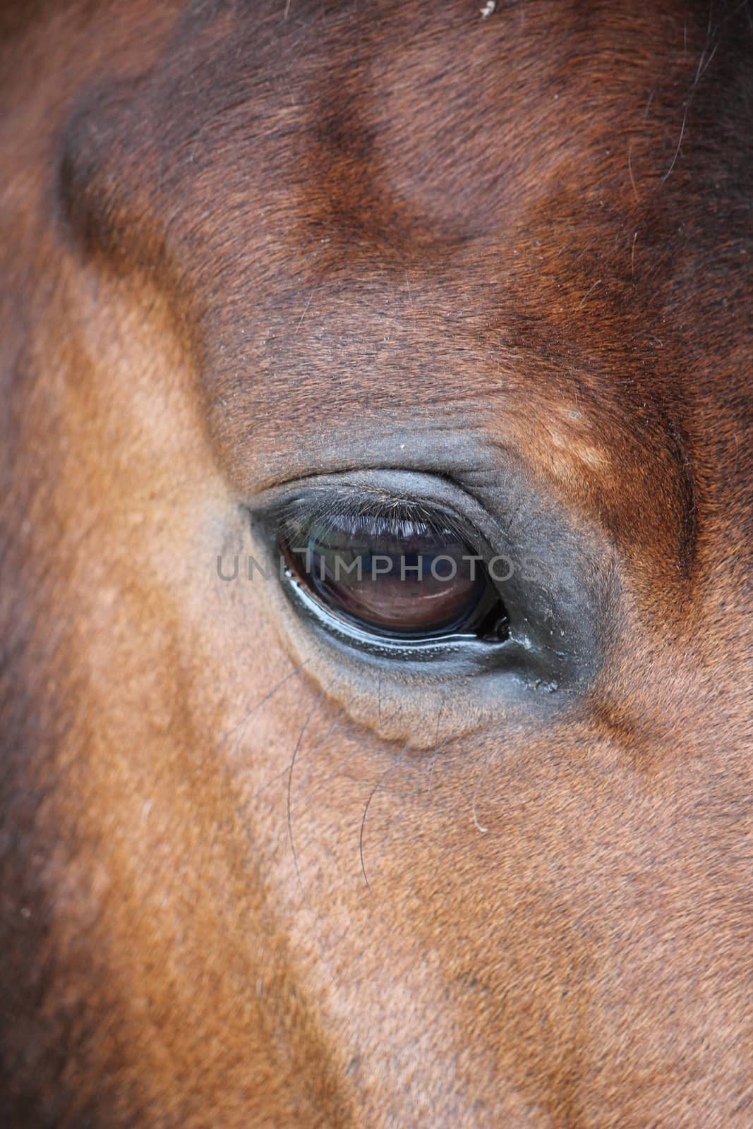 Horse eye closeup