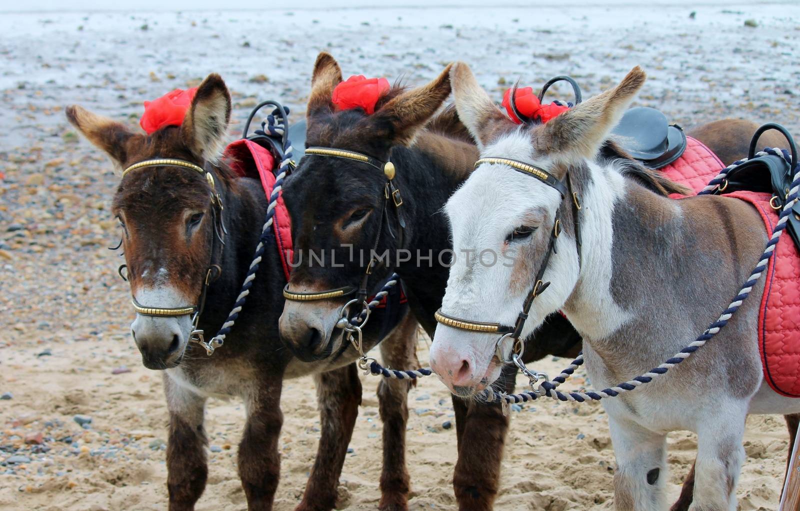 Seaside donkeys at the beach in England UK by cheekylorns