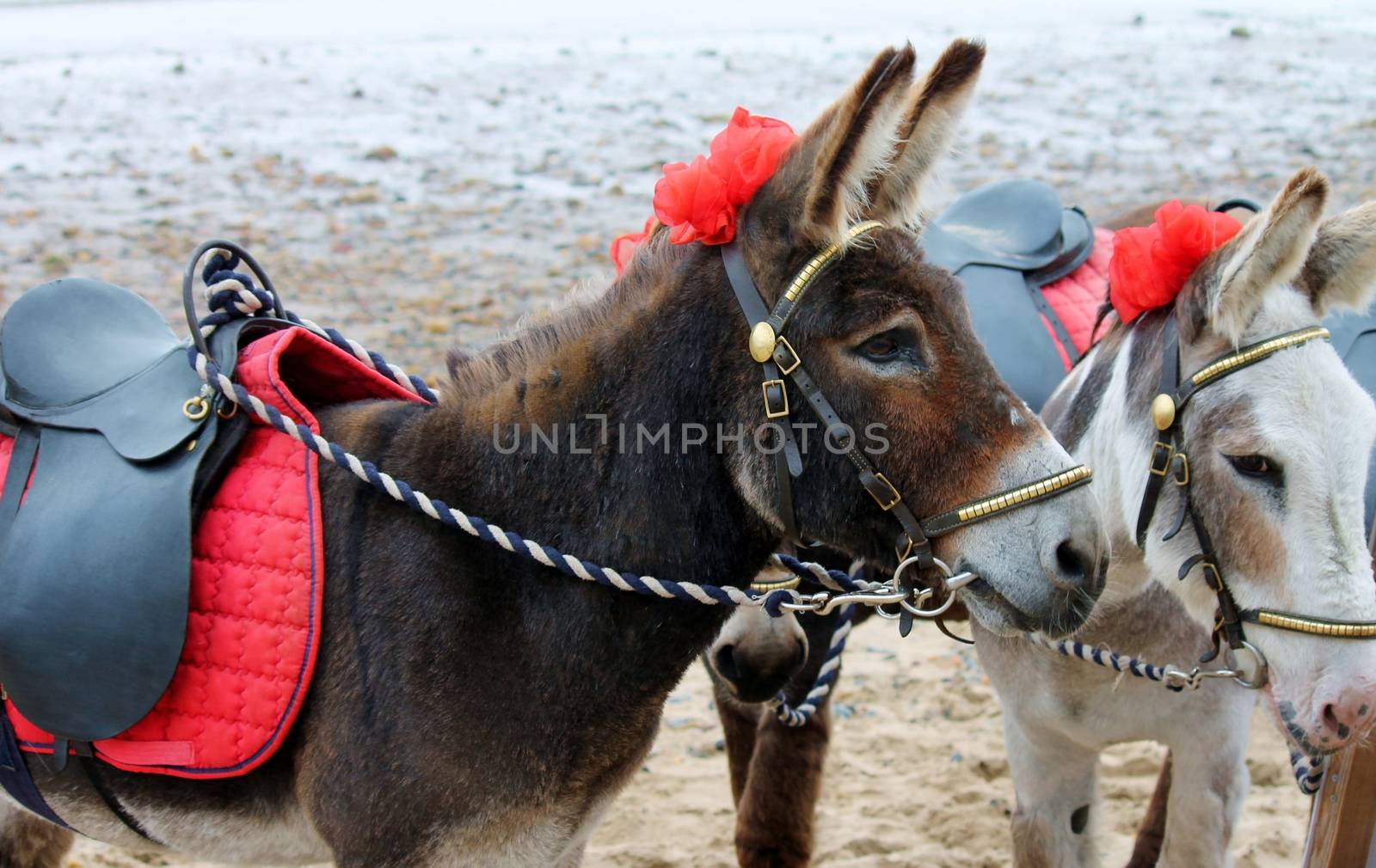 Seaside donkeys at the beach in England UK by cheekylorns