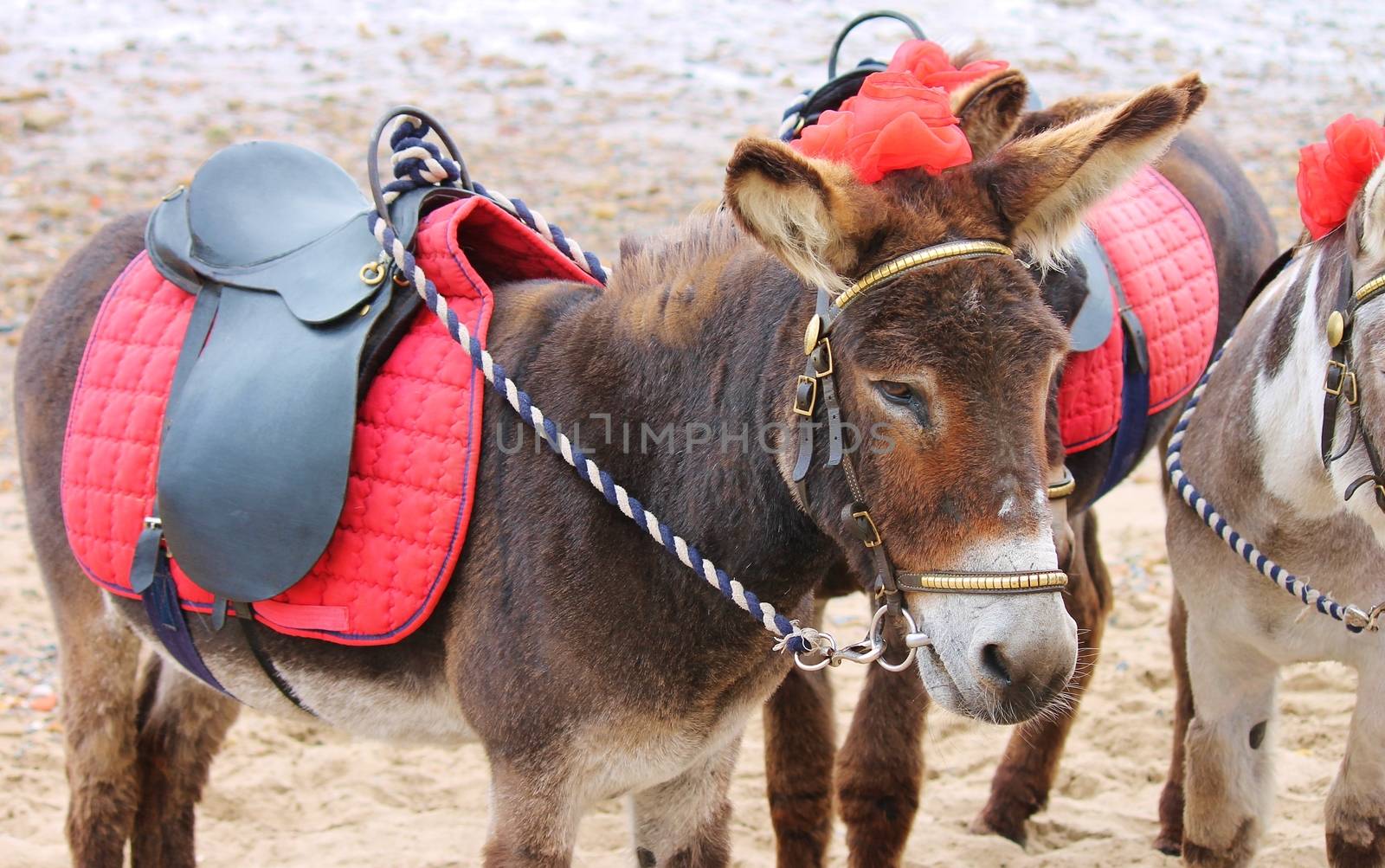 Seaside donkeys at the beach