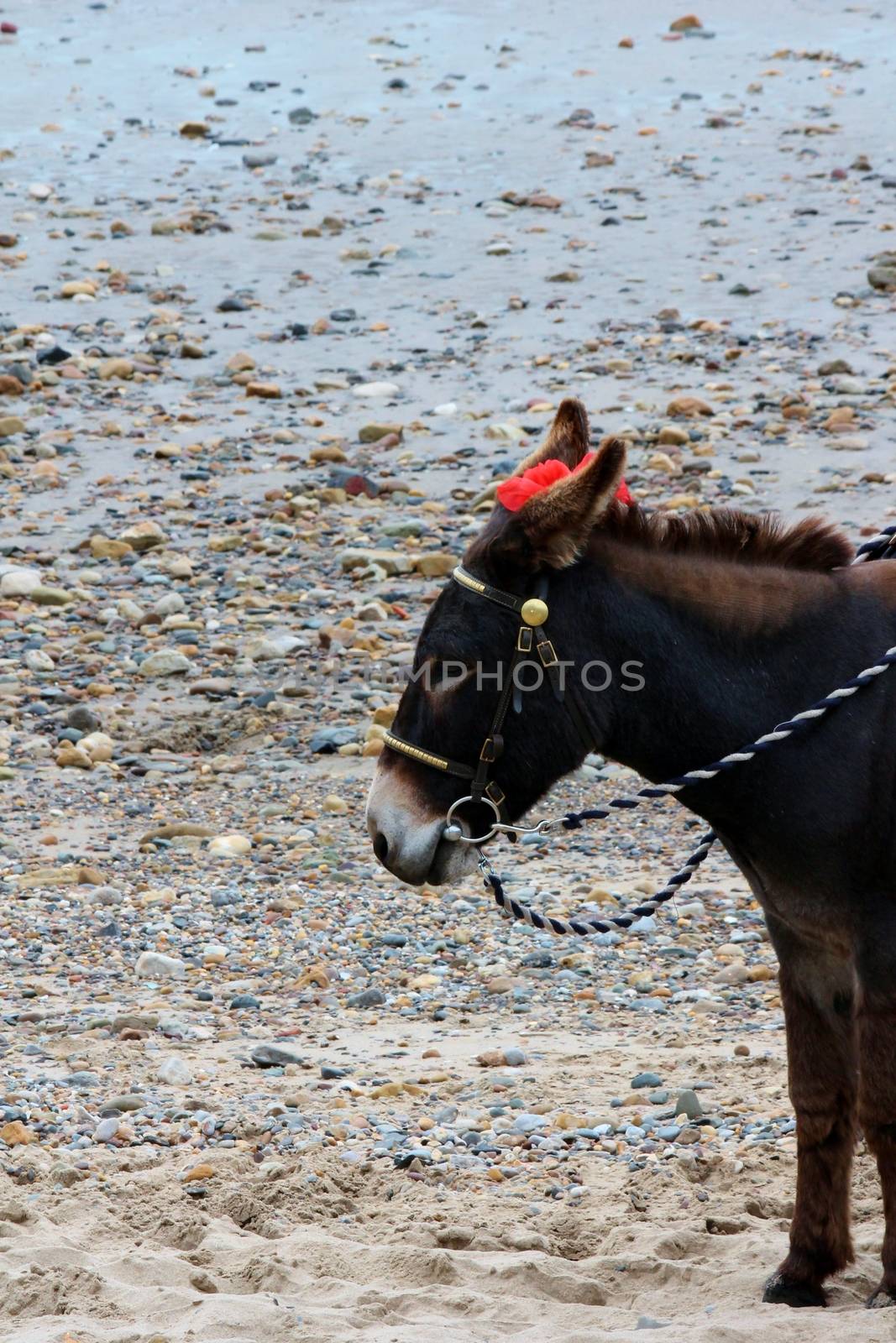 Seaside donkeys at the beach by cheekylorns