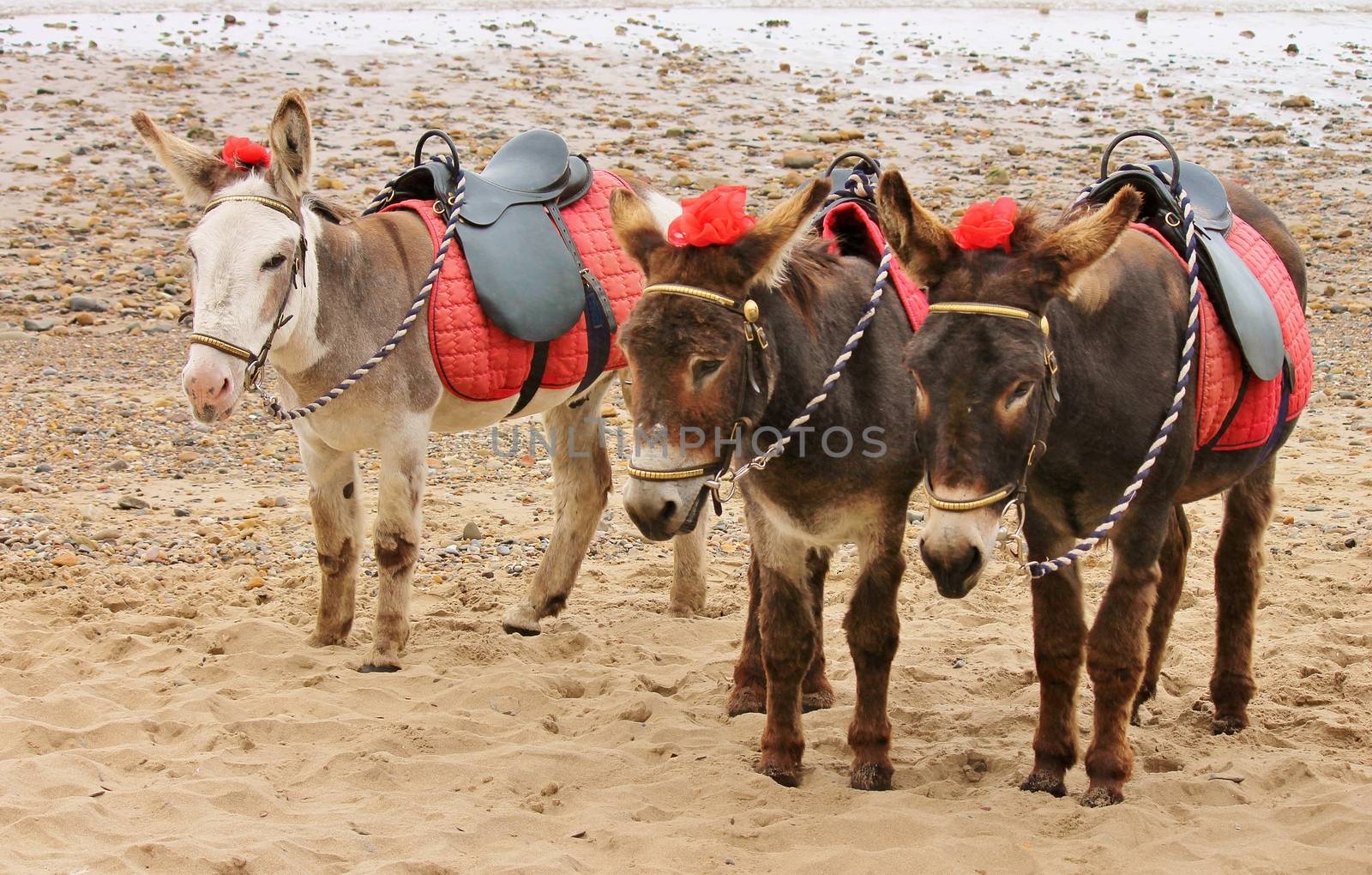 Seaside donkeys at the beach in England UK by cheekylorns