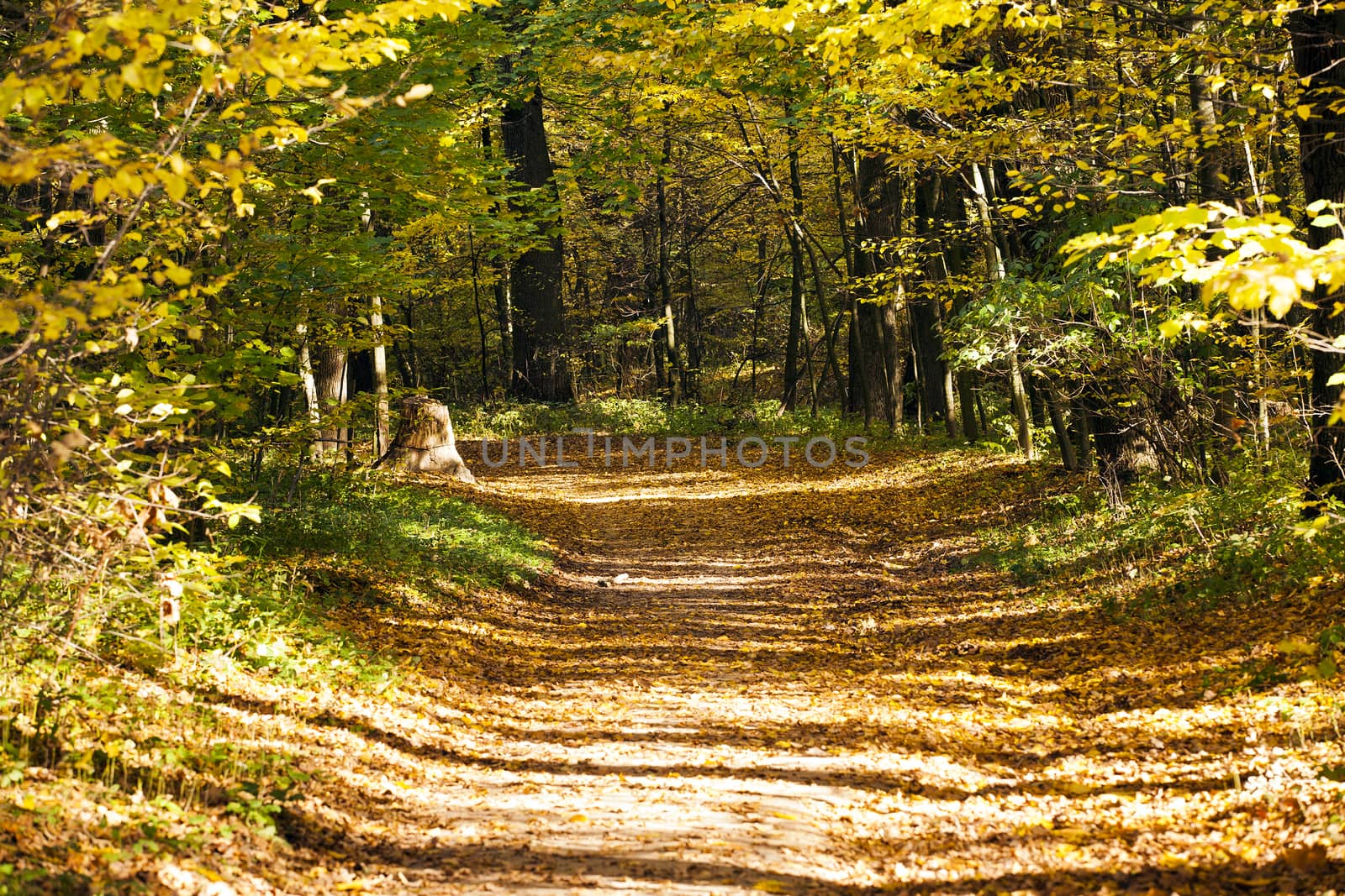   the foot road passing through park. autumn season
