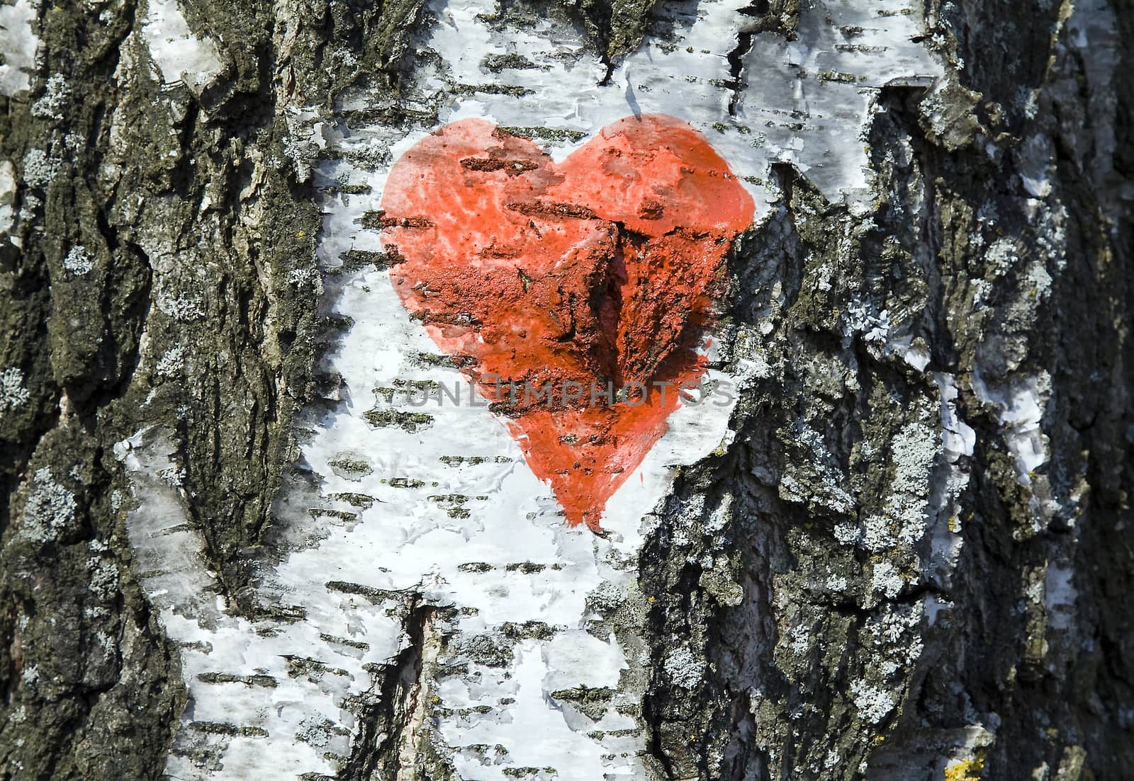 photographed close-up light birch bark