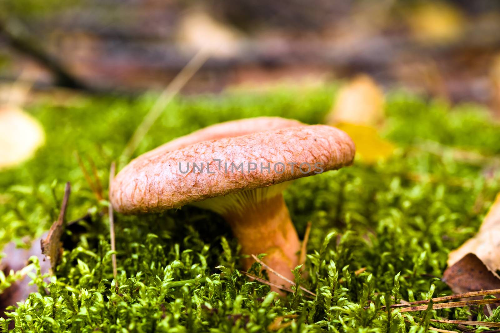 red mushroom that grows in the forest. autumn