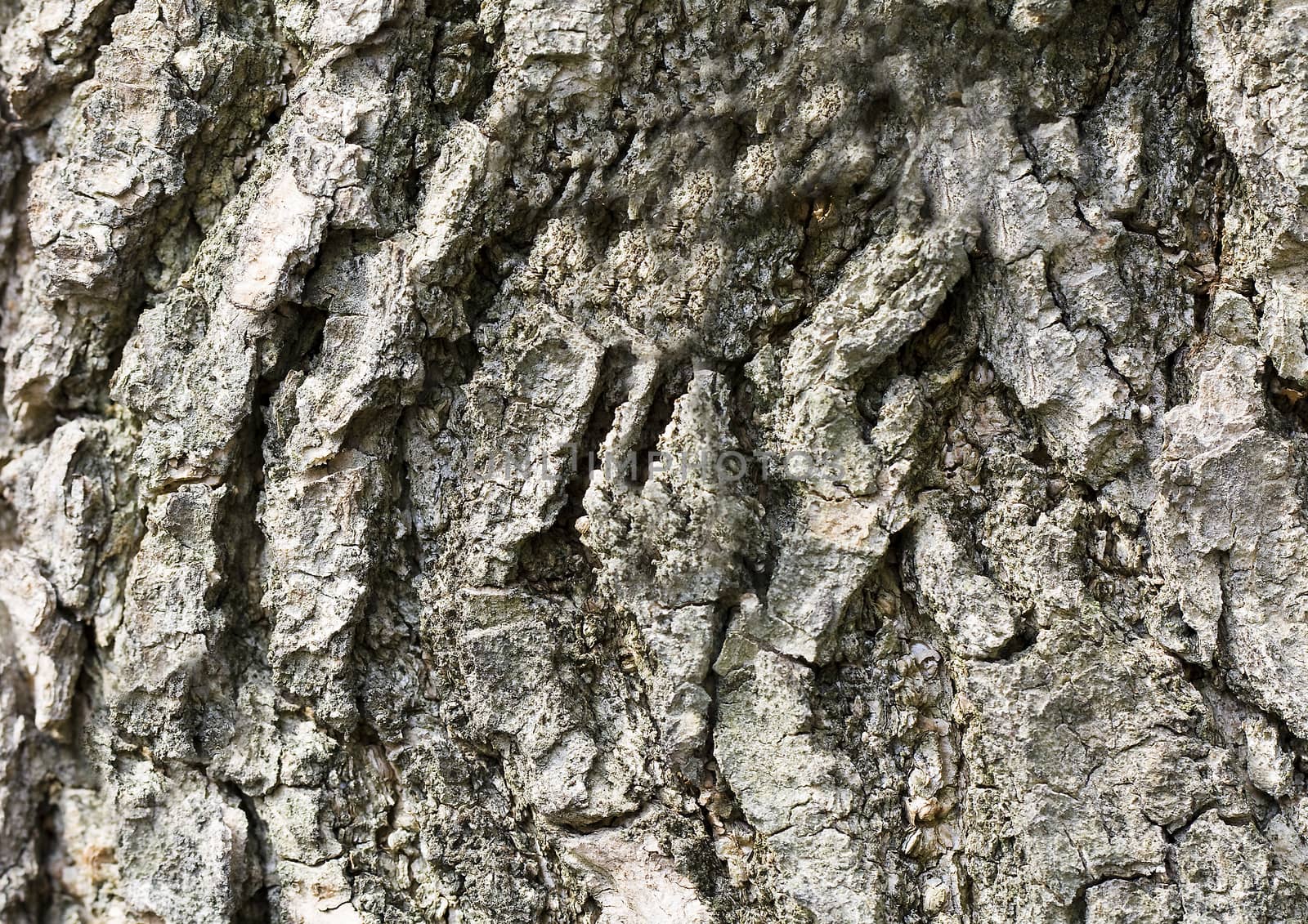 the bark of the tree, photographed in close-up