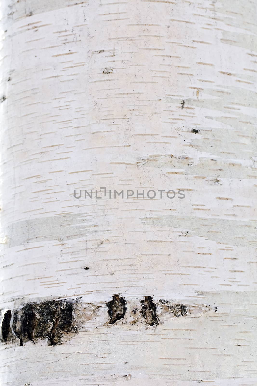birch bark, photographed in close-up