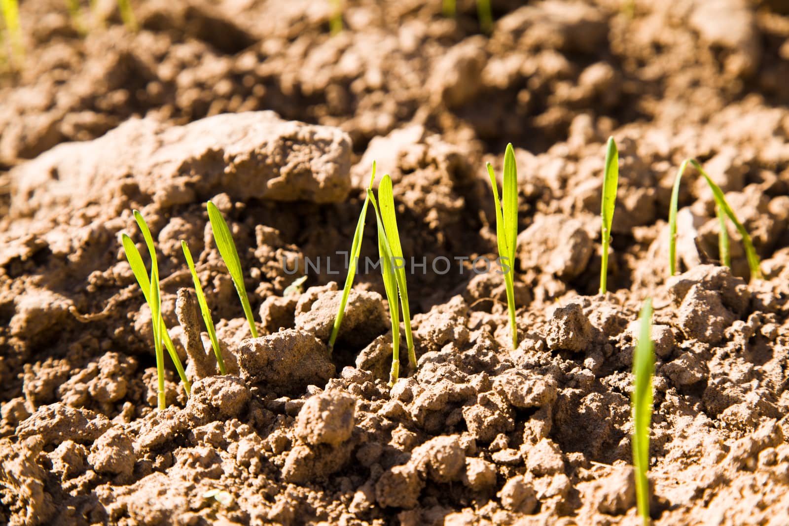 sprouts  