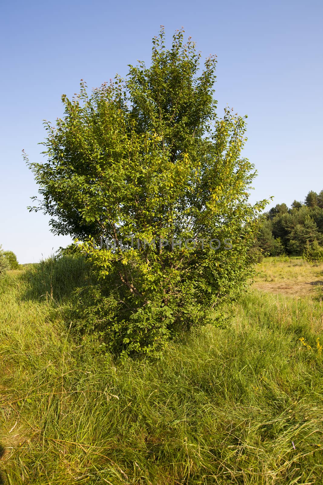 tree growing in a field in summer