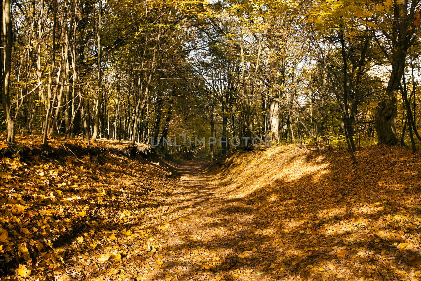  trees growing about the road to an autumn season