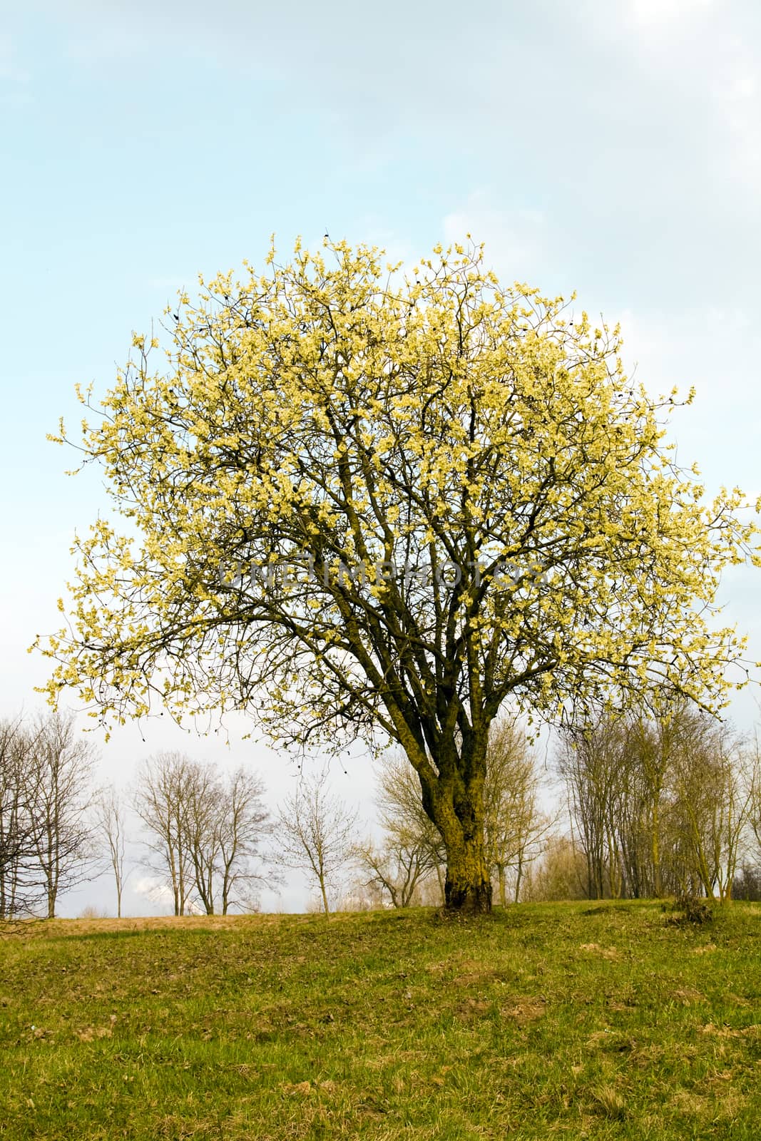 tree growing in a field in summer
