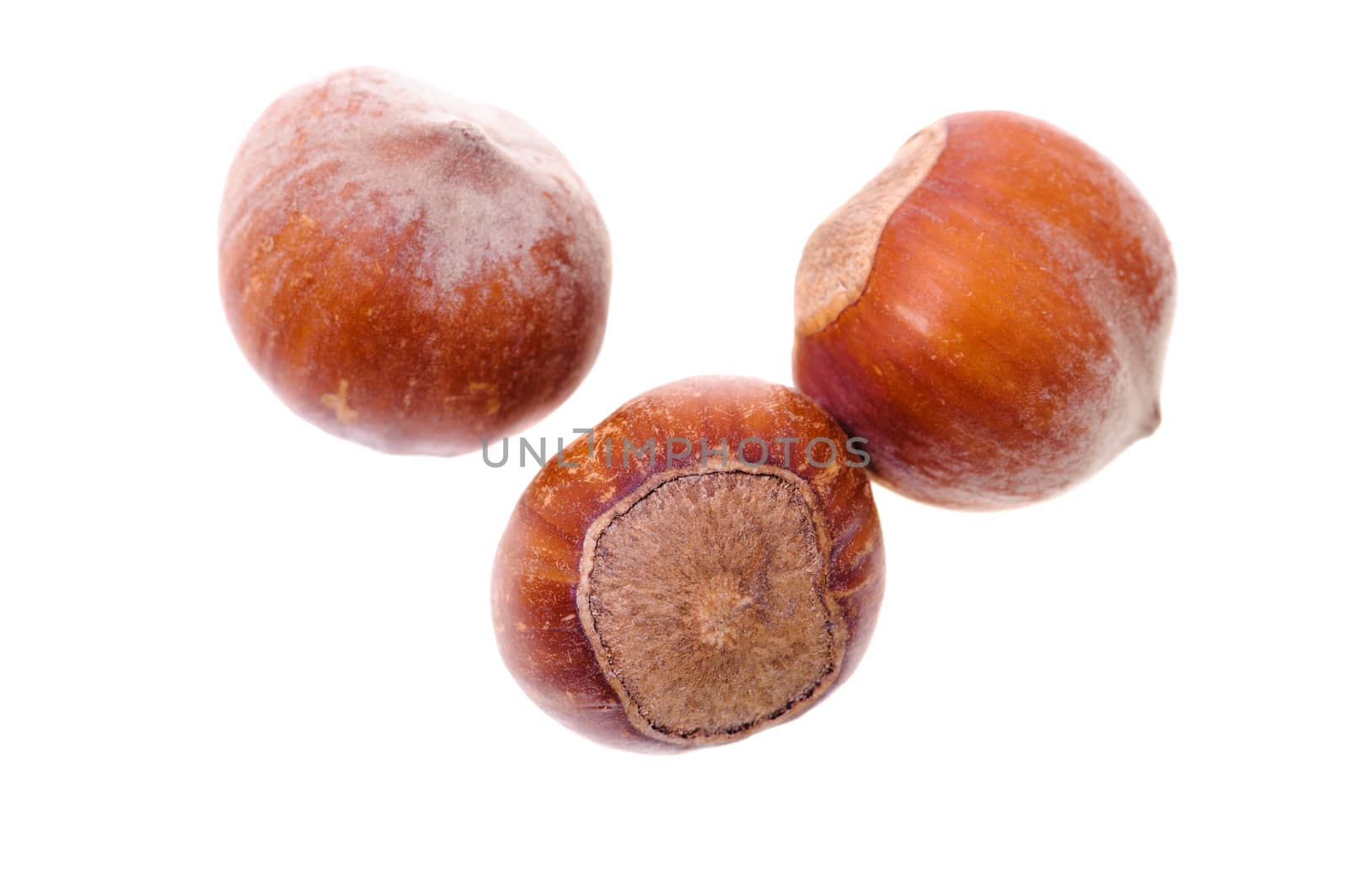 hazelnuts, photographed in close-up
