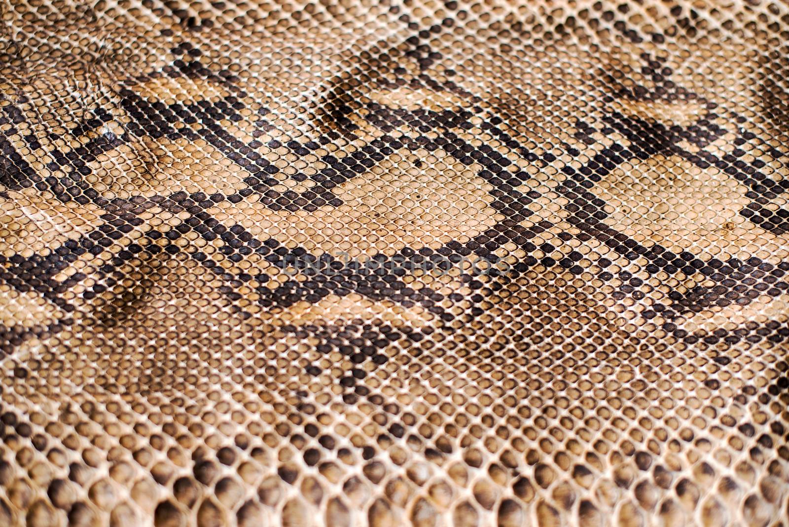 Python snake skin pattern by Yuri2012