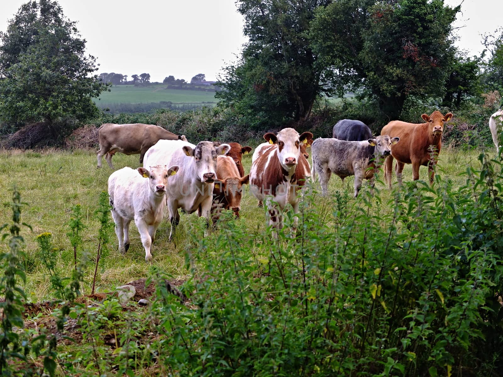 Cows and calves are grazing on the meadow.