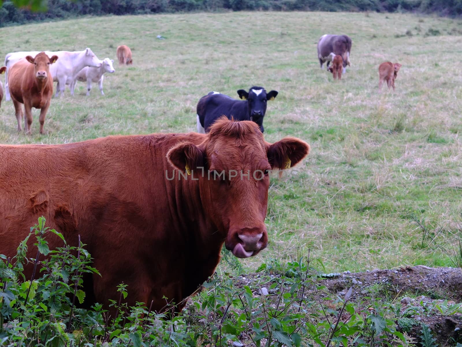Cows and calves are grazing on the meadow.