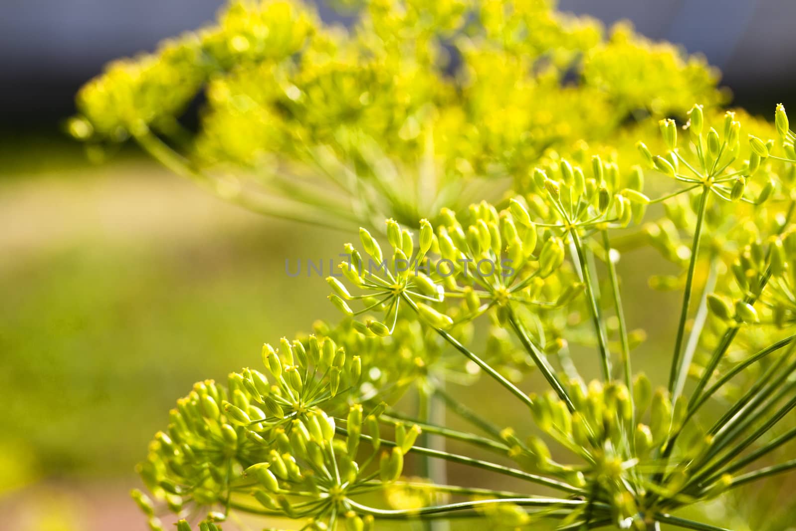  the photo a close up of a green plant of fennel