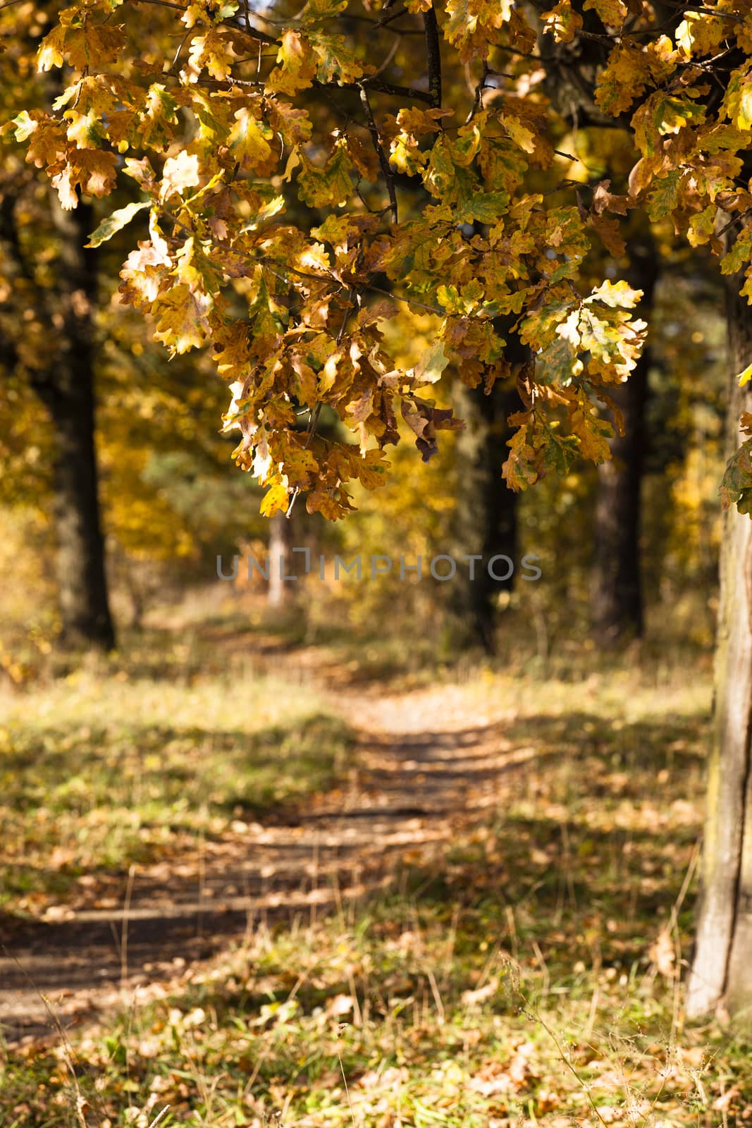   trees growing about the road to an autumn season