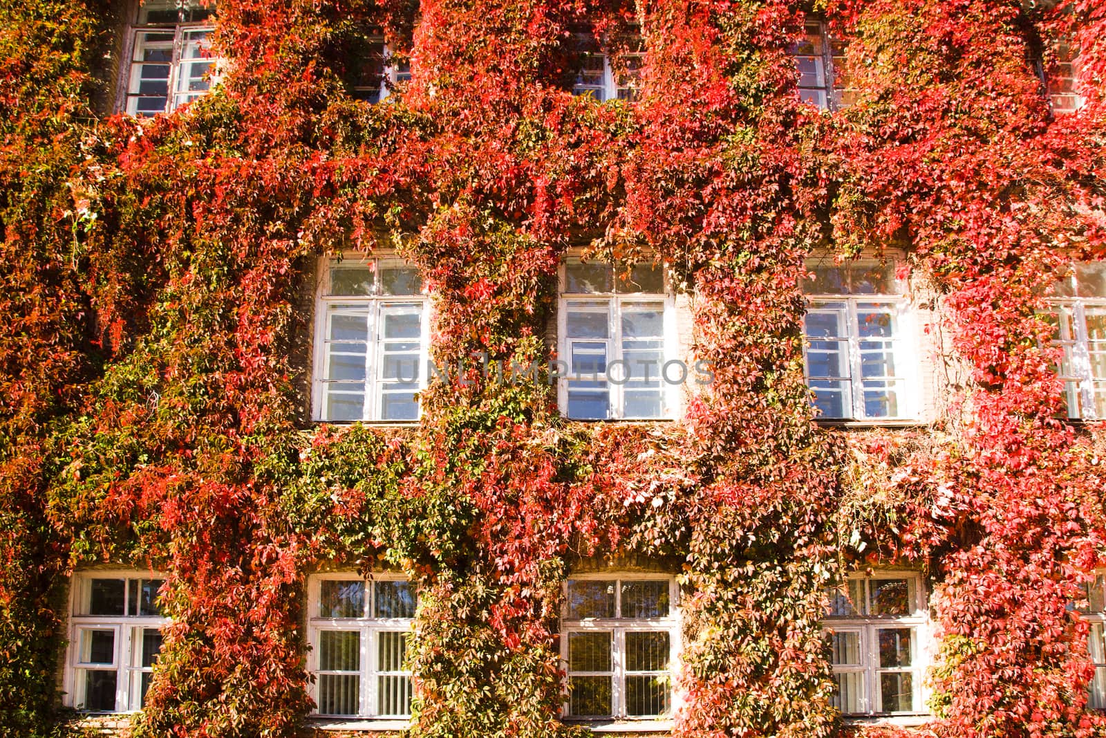 Grodno University building, covered with red Ivy