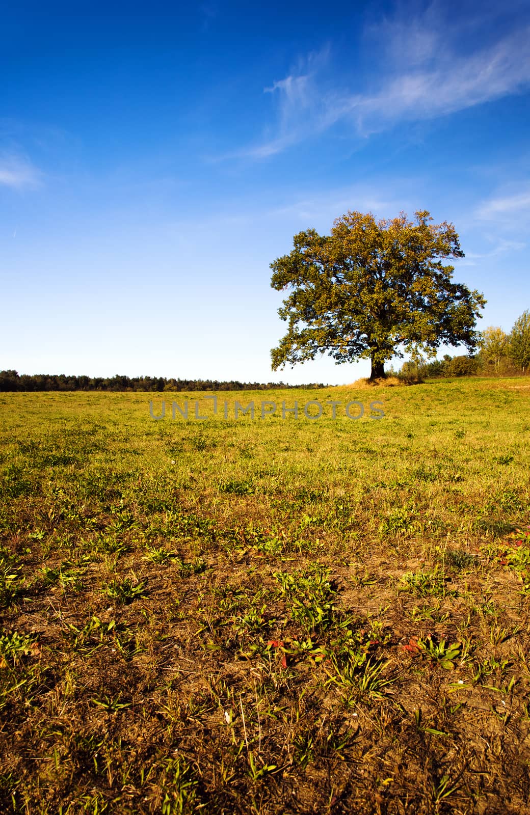  a tree growing in a field on which grow up a grass